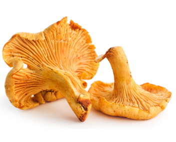 يغلي chanterelles