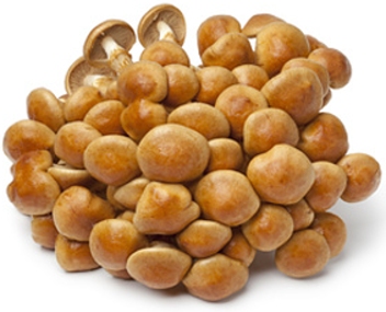 الفطر nameko