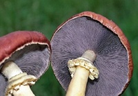 stropharia