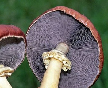 stropharia