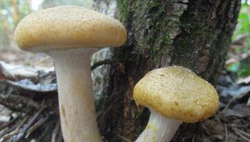 agarics العسل